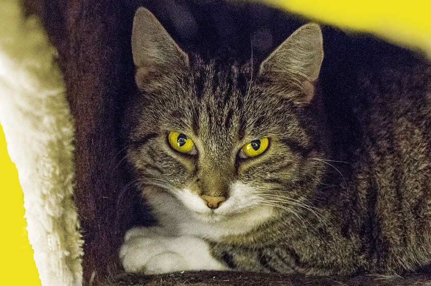 Bella, eine graue Katze mit gelben Augen