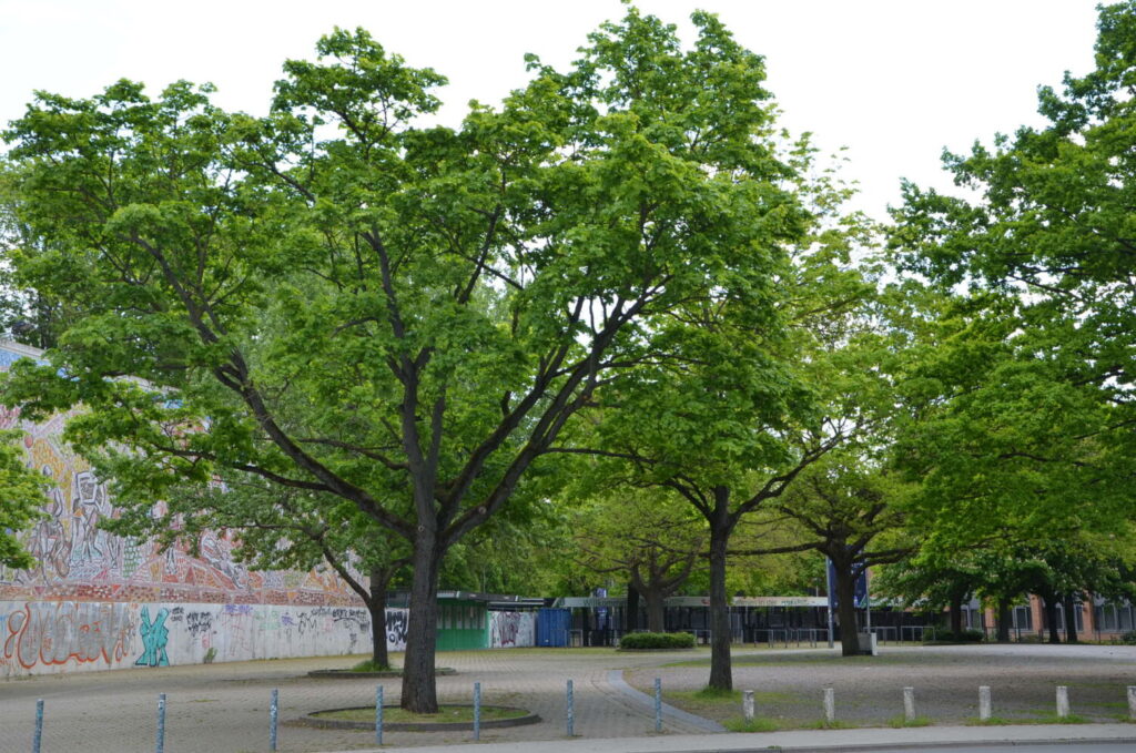 Hannovers Straßenbäume werden bewässert und beschnitten, um sie zu erhalten.