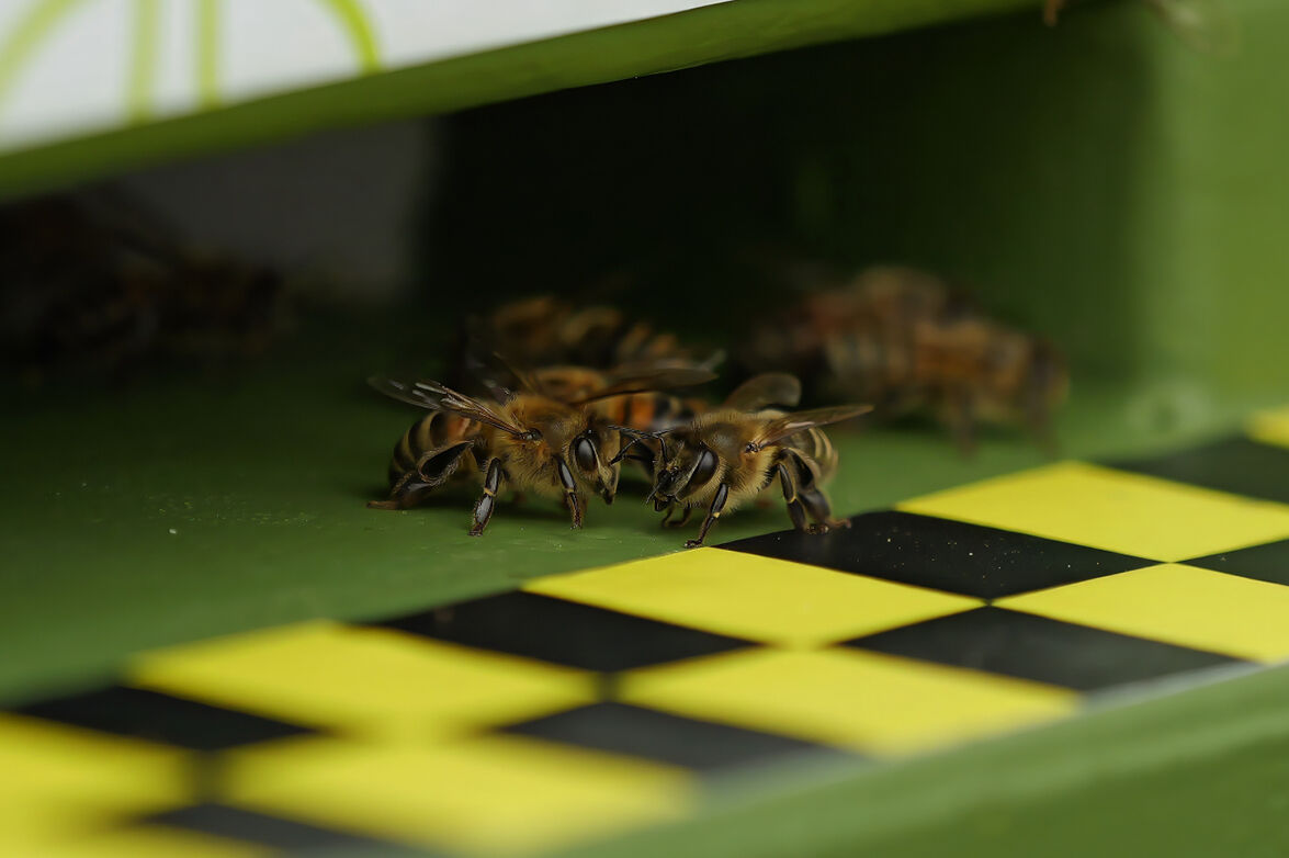 Featured image for “Sensorik und KI im Bienenstock – die vollvernetzte Honigbiene”