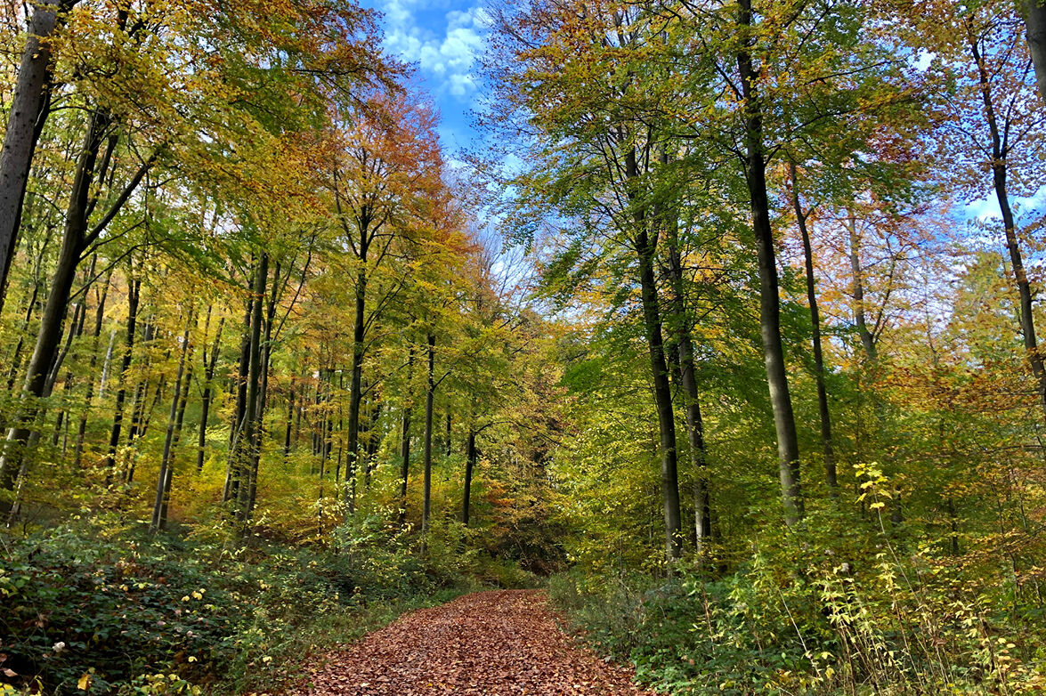 Featured image for "Saustark, lebendig und abwechslungsreich: „Indian Summer“ in Springe entdecken"